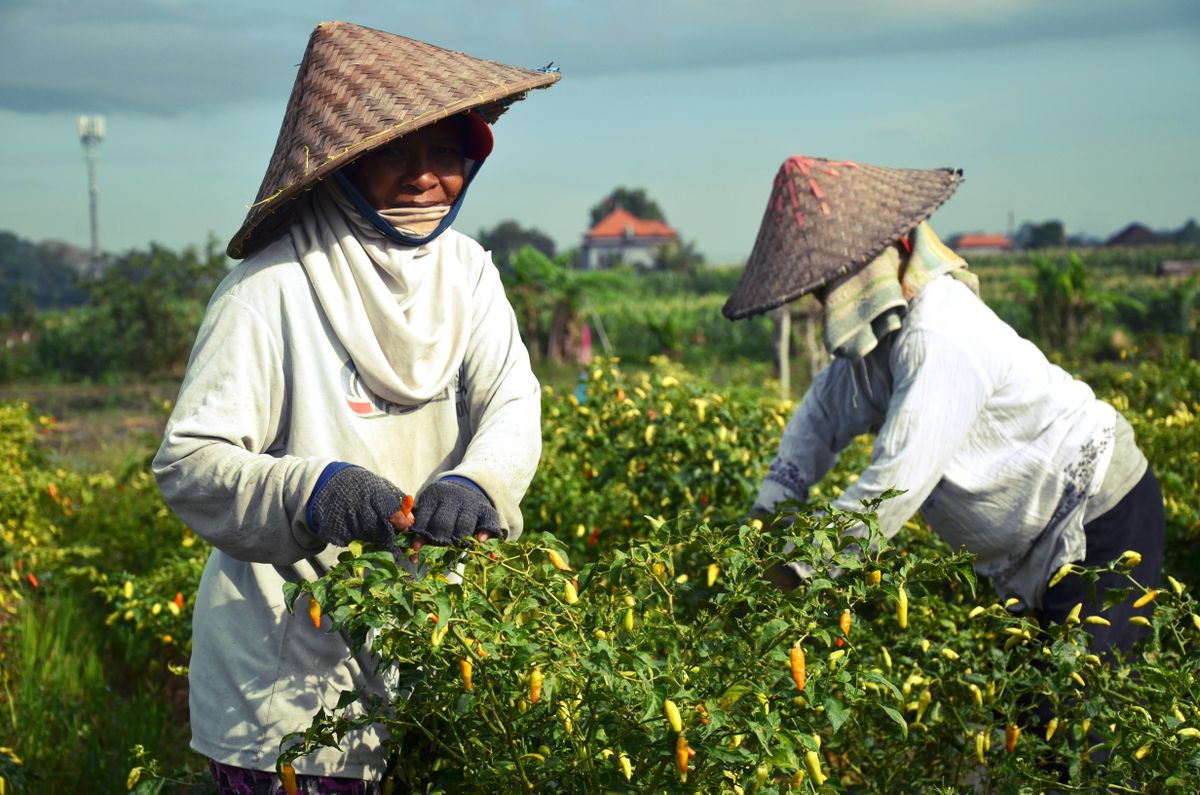 Petani memetik rempah di plantations Indonesia